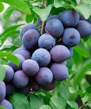 Plum Tree Types 的图像结果