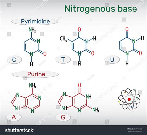 Purine Structure