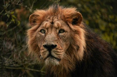 Cecil the Lion: A Death That Changed Conservation - Animals Around The Globe