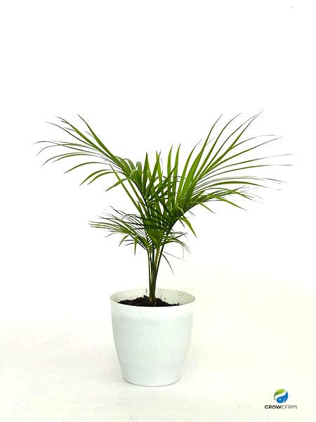 Commodore Palm: Buy Plant Online In India – Growcerys