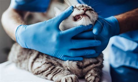What Do Pale Gums in Cats Mean? Should I Be Worried? | Chewy
