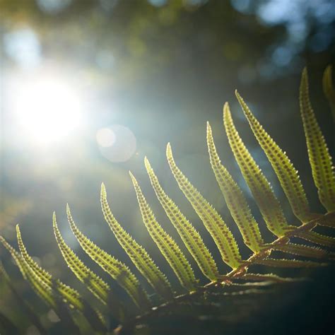 Colman Park is a 24 acre historic Olmsted park in Seattle | WA