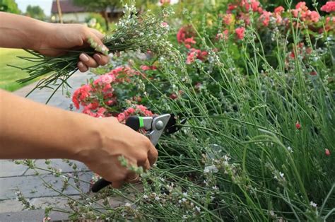 Lavender Pruning Tips 的图像结果