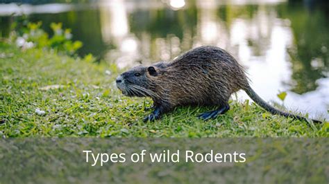 What Do Possums Eat? 50 Foods They Love the Most