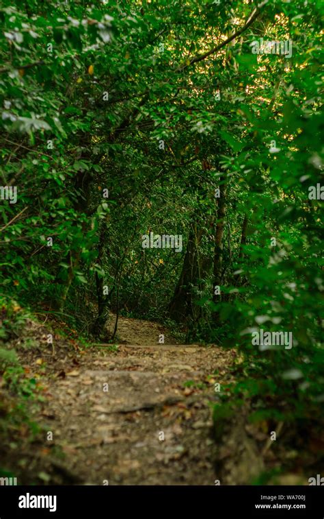 Path 的图像结果