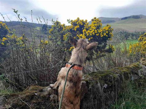 Willowdean Dickson - 2 year old female Cross-Breed available for adoption