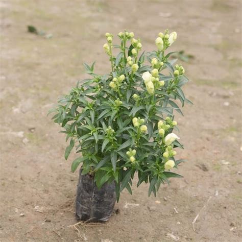 Mphmi Live Plants Antirrhinum Majus (Snapdragon) /?Dog Flower (colour ...