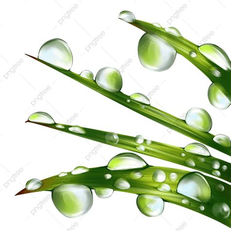 Dew White Transparent, Dew On Grass, White Dew, Fall, Autumn PNG Image ...
