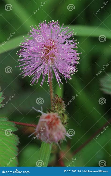 Photo of Shy Princess Plant. Its Latin Name is Mimosa Pudica Stock ...