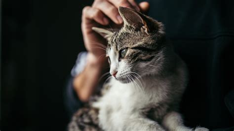 Psychology Says People Who Prefer Cats Over Dogs Often Share 9 Unique ...