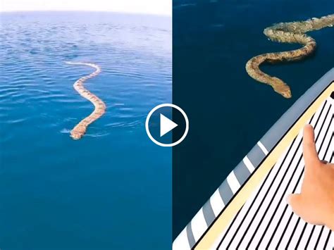 Viral video of a sea snake spotted in Australia