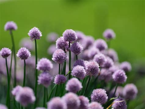 Background Images Low Resolution 的图像结果