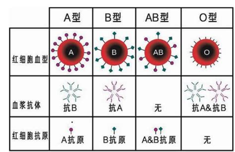 血型遗传规律表_ABO型血遗传查询及血型配对表图
