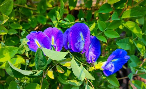 Amazing Vastu Tips Each for 𝐓𝐰𝐨 𝐒𝐢𝐝𝐞 𝐑𝐨𝐚𝐝 𝐏𝐥𝐨𝐭, Three Side Road Plot ...