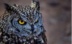 Owl Wallpapers For Desktop by Owl Hd Wallpaper Background Image 1920x1200 Id Owl Wallpapers For Desktop