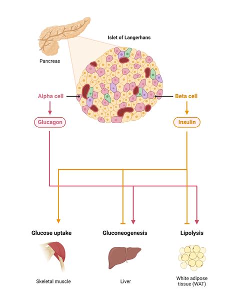 Neuronal circuitry of the lower urinary tract : central and peripheral neuronal control of the mictu