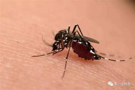 【科普】理解蚊子（上）：这几种人，更容易被蚊子“叮”上_腾讯新闻