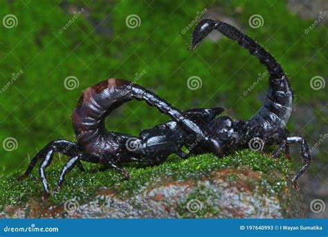 A Pair of Black Scorpions are Preparing To Mate. Stock Image - Image of ...