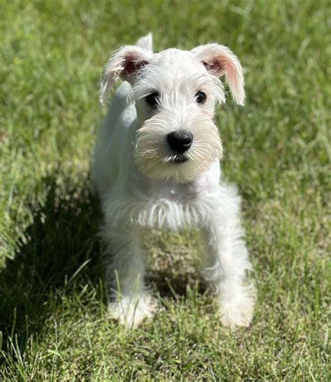 Adorable White Miniature Schnauzer - Shiloh | Companions Forever LLC