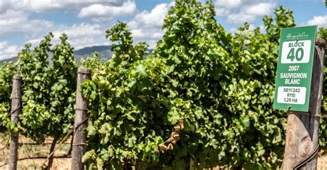 Cellar Stories Episode 1, Benguela Cove Lagoon Wine Estate, R43 ...