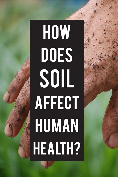 Why we need to stop killing wasps – Artofit