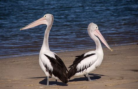 What is a Pelican? – Pelican Facts for Kids – Twinkl Wiki
