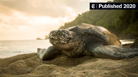 Rezultat imagine pentru Turtle Predators