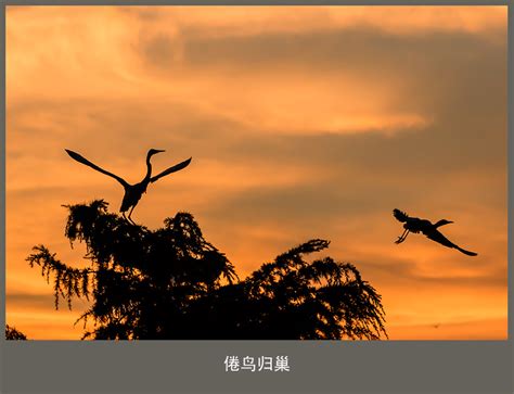 【倦鸟归巢摄影图片】南京汤泉农场生态摄影_太平洋电脑网摄影部落
