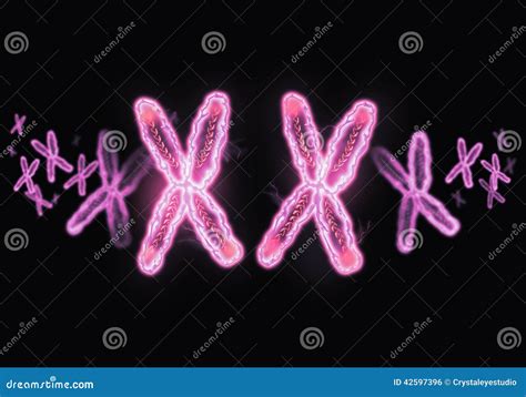 XX Female Chromosome Concept. Stock Photo - Image of cell, human: 42597396