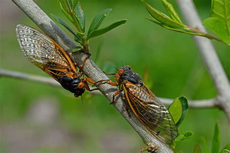 Cicadas Are Coming—What to Know About This Year's Broods