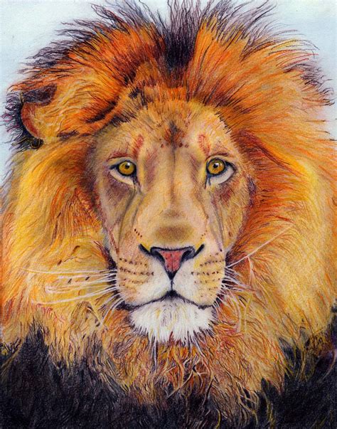 Realistic color pencil drawing of lion – Artofit
