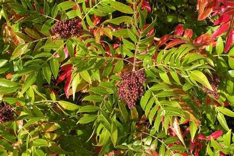 Sumac Tree Identification 的图像结果