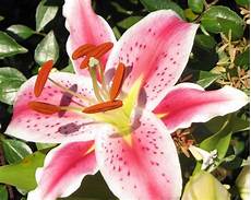 significato fiori giglio significato giglio linguaggio dei fiori significato fiori giglio significato giglio linguaggio dei fiori
