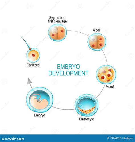 Embryo Development. Human Fetus Growth Stages Of Pregnancy Vector Illustration | CartoonDealer ...