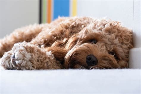 Image result for Poodle Cavapoo