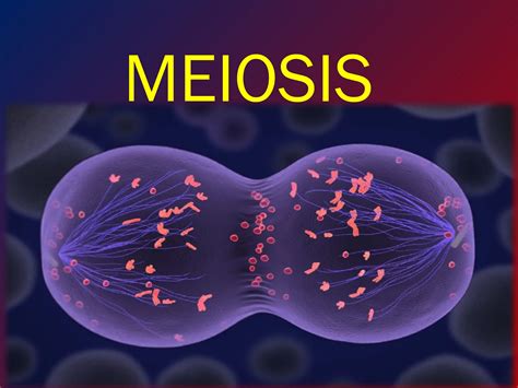 2.MEIOSIS Definition of Meiosis, differences between mitosis and ...