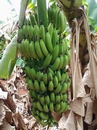 Creative Farmer Live Plant (40 Kg Yield) Sweet G9 Yellow Banana All ...