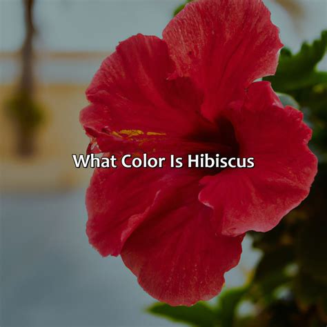 What Color Is Hibiscus - colorscombo.com