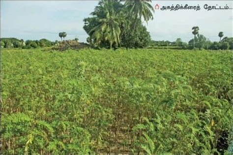 Fodder Seeds - Hybrid Napier Grass CO5 Root slips or Stem Cuttings ...