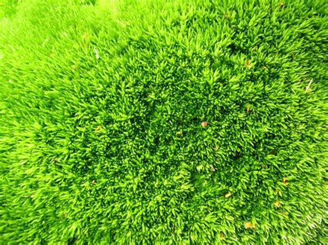 Image result for Vegetative Proportion Background