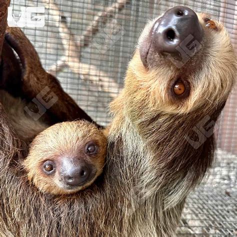 Pet Sloth 的图像结果