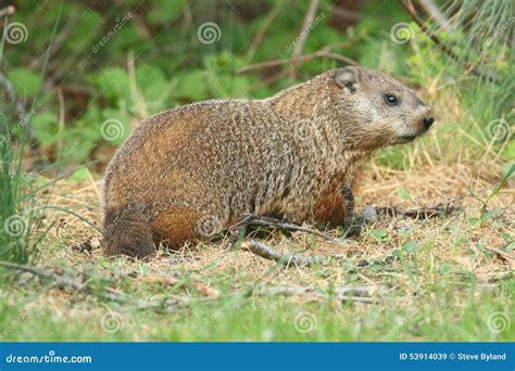 Groundhog (Marmota monax) stock image. Image of field - 53914039