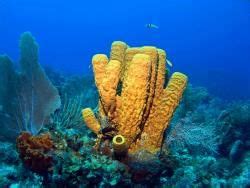 Porifera: Overview - Zoology Optional Notes for UPSC PDF Download