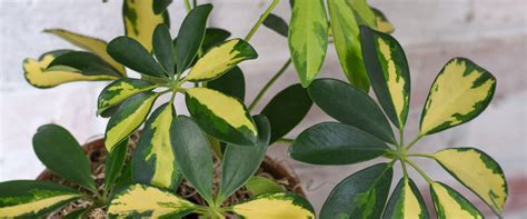 Schefflera Plant Care Guide | Buy Umbrella Plant Online at RootsRaja ...