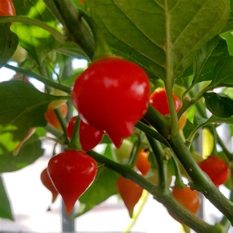 Chilli Pepper 'Biquinho' (Capsicum chinense) seeds
