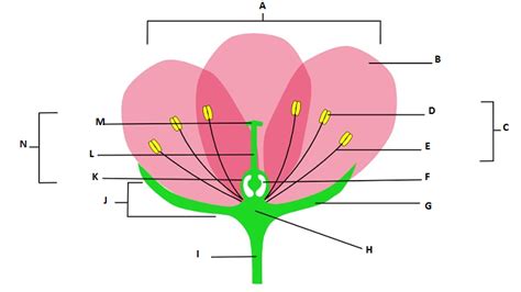 Flower Structure 的图像结果