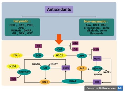 A Review on Plant Responses to Salt Stress and Their Mechanisms of Salt ...