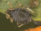 Insect Pests