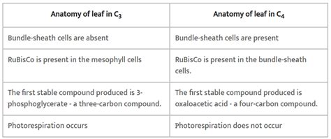 NCERT Solutions Class 11 Biology Chapter 13 - Photosynthesis in Higher ...