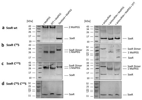 In the Alphaproteobacterium Hyphomicrobium denitrificans SoxR Serves a ...